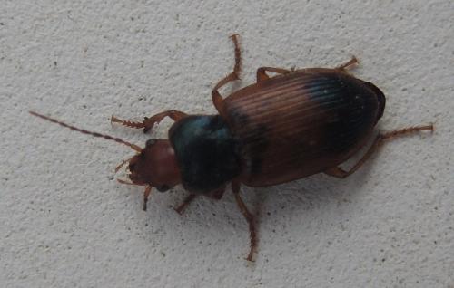 Réf. 330 057 : Diachromus germanus